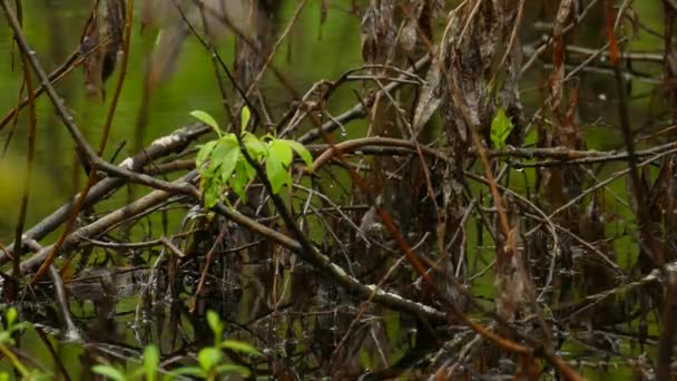 Canadá Warbler Pássaro Saltando Sobre Galhos Caídos Uma Zona Húmida — Vídeo de Stock