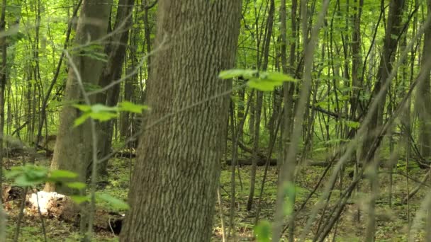 Zorro Rojo Vulpes Vulpes Especies Caminando Través Bosque Verde — Vídeo de stock