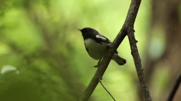 Nahaufnahme Einer Niedlichen Schwarzkehlsgrasmücke Die Auf Einem Ast Wald Hockt — Stockvideo