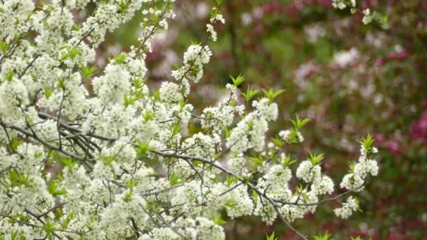 Nashville Warbler Hiding Branches White Flowering Tree Spring Sunny Day — стокове відео