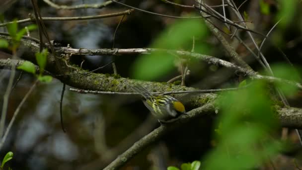 Kasztan Sided Warbler Skacze Drzewie Gałęzi Gałęzi Pokrytej Mchem Cicha — Wideo stockowe