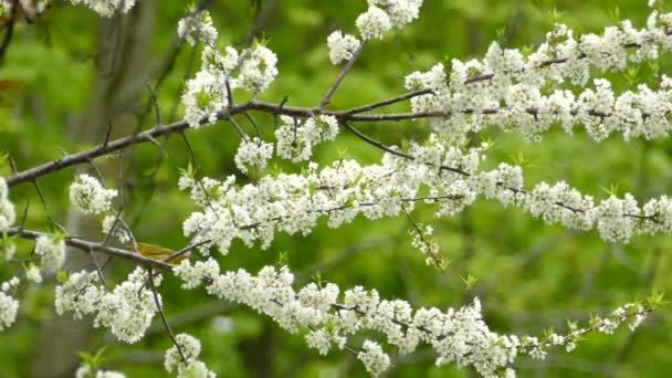 Pássaro Warbler Amarelo Pulando Ramos Entre Flores Brancas Primavera — Vídeo de Stock