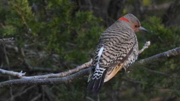 Północny Flicker Usiadł Gałęzi Portret Bliska — Wideo stockowe