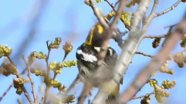 春の移行中にカナダのポイント ペリー国立公園の木の上のブラックバーニアンウォブラー 近くで追跡中 — ストック動画