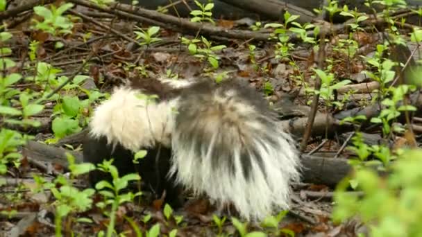 野生の森の中で食べ物を探してさまようスカンク 野生動物 — ストック動画