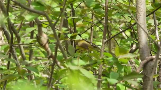 Seine Färbung Macht Den Wildsänger Schwer Sehen Wenn Einen Baum — Stockvideo