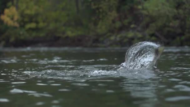 Slow Motion Footage Fly Fishing West Coast Chum Salmon Pristine — Stock Video