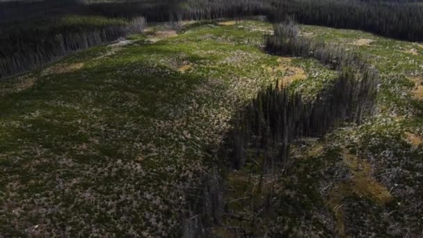 Drone Luchtbeelden Van Een Bos Dat Gekapt Doorsneden Herplant Naast — Stockvideo