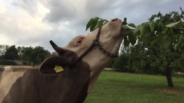 Una Vaca Marrón Blanca Comiendo Hojas Árbol — Vídeo de stock