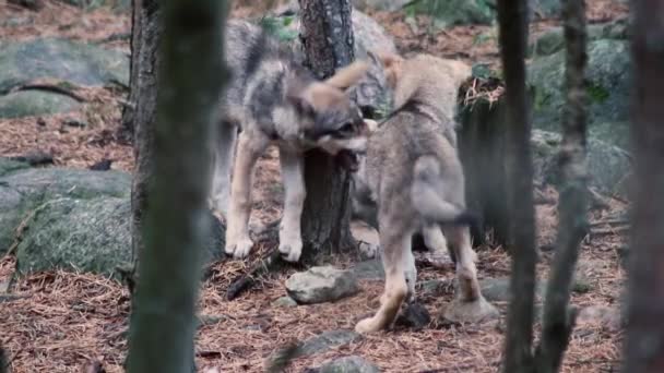 Lobos Brincar Lutar Comer Lobos Adultos Filhotes Lobo Filhotes Lobo — Vídeo de Stock