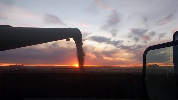 Combine Unloading Grain Truck Sunset — Stock Video