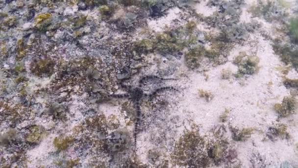 Zeesterren Die Door Oceaanbodem Lopen — Stockvideo