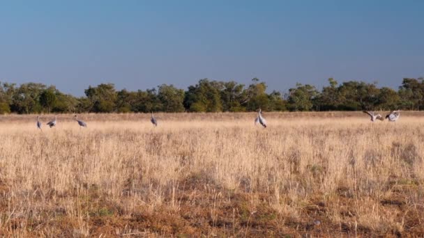 Dancing Brolgas Australia Outback — Stock Video