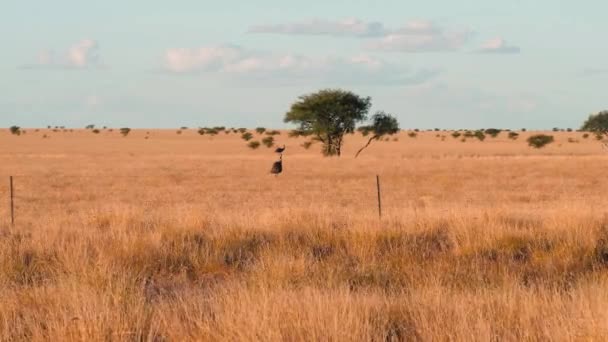 Emu Bij Outback Australië — Stockvideo