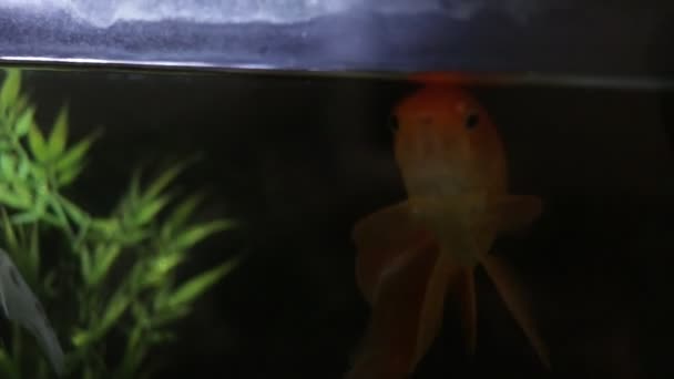 Goldfish Nadando Topo Tanque Peixe Cor Dourada Com Fundo Preto — Vídeo de Stock