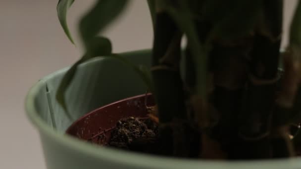 Stream Water Falling Plant Pot Containing Green Leaved Plant White — Stock Video