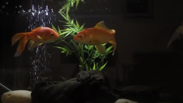 Four Goldfish Swimming Tank Green Plant Black Background Rocks Log — Stock Video