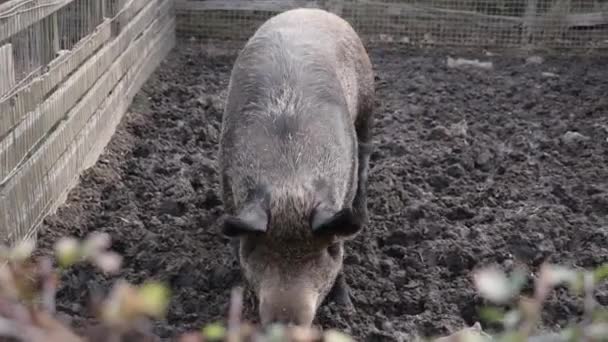 Grand Cochon Dans Une Ferme Marchant Dans Boue Quelques Plantes — Video