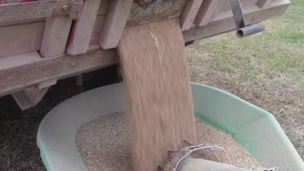 トラックからオーガーに小麦をアンロードする — ストック動画