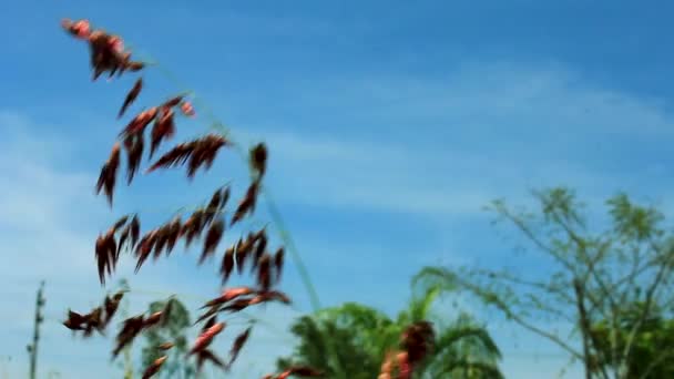 Podręczne Ekstremalne Zbliżenie Kwitnącego Pączka Kwiatowego Niebieskim Niebem — Wideo stockowe