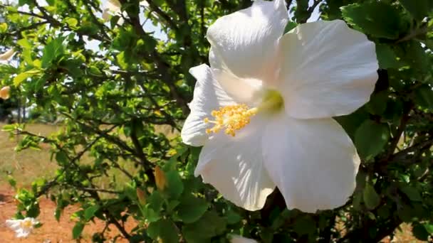 Tiro Mão Uma Flor Hibisco Branco Totalmente Florescido Balançando Com — Vídeo de Stock