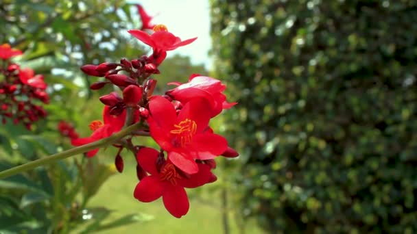Ręczne Ujęcie Częściowo Kwitnącego Czerwonego Kwiatu Pączkami Kołyszącego Się Wiatrem — Wideo stockowe