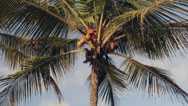 야자나무에 반사되어 반사되는 — 비디오