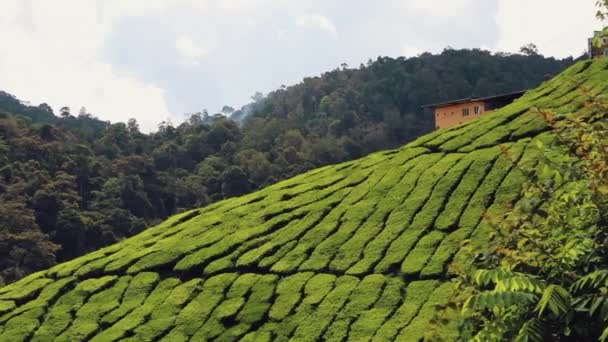 Чайная Плантация Кэмероне Малайзия — стоковое видео
