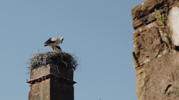 Two Storks Sitting Nest Resting — Αρχείο Βίντεο