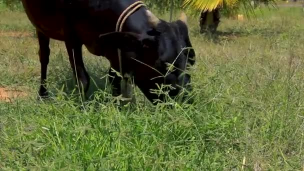 Black Indian Cow Feeding Patch Green Plants — ストック動画