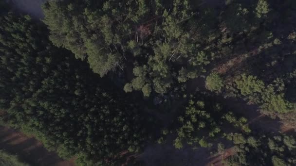 Top Schot Ochtend Boven Dennenbomen Onthullen Een Landbouwveld Gelegen Guarda — Stockvideo