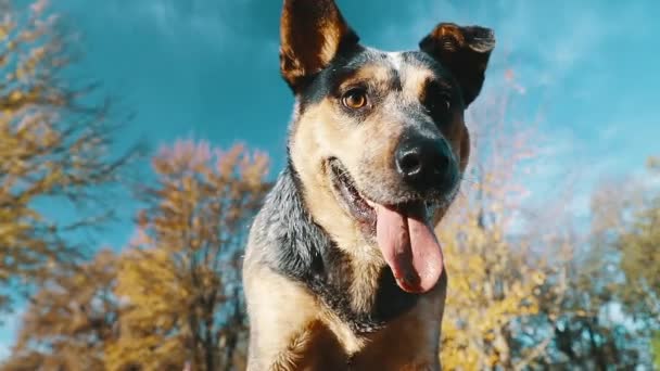 美しい青いヒーラー犬の目は秋の朝に閉じます — ストック動画