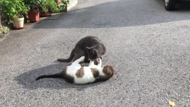 Two Cats Playing Front Yard — Stock Video