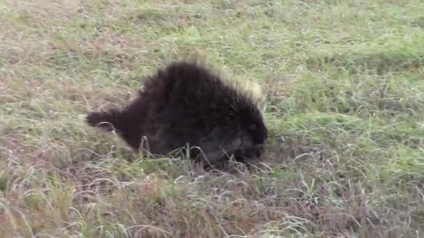 Porco Espinho Caminhar Num Campo Feno — Vídeo de Stock