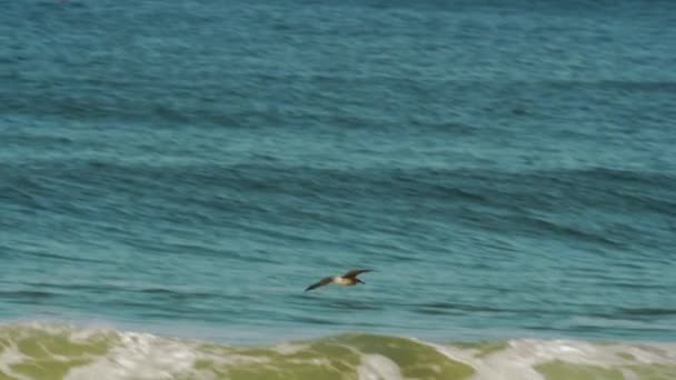 Seagull Flyver Nær Bølger Slowmotion Costa Caparica Strand Mågen Undgik – Stock-video