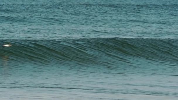 Måsen Flyger Nära Vågorna Och Passerar Surfare Costa Caparica Strand — Stockvideo