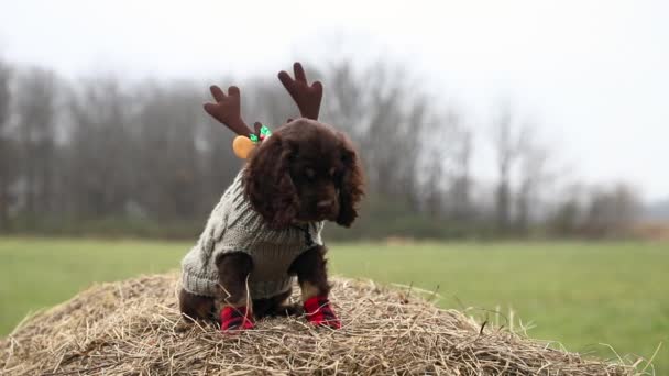 鲁道夫 Rudolph 的英国可卡犬 穿着红鼻子驯鹿的衣服坐在草堆外舔嘴唇 — 图库视频影像