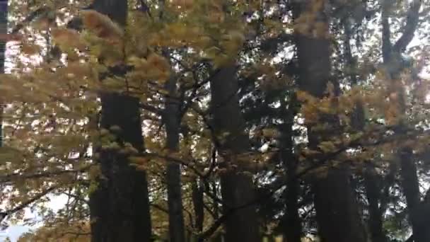 Bomen Bewegen Wind Herfstkleuren — Stockvideo