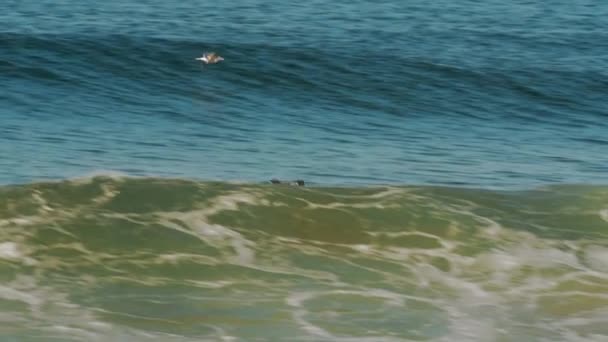 Seagull Flying Waves Slow Motion Costa Caparica Beach Shot Seawall — Video