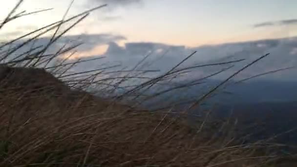 褐色干草在风中飘扬 背景是美丽的清晨天空 — 图库视频影像