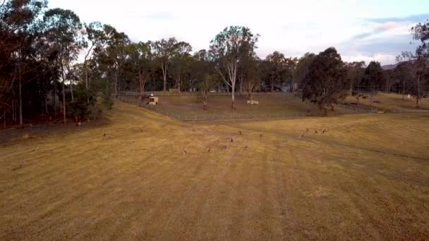 Kangaroos Fältet Queensland Australien — Stockvideo