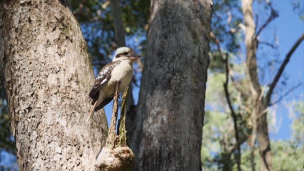 Kookaburra Sits Tree Slowmotion Queensland Australia — стокове відео