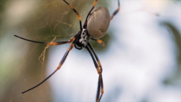 Golden Orb Weaver Spider Web Macro Shot Australia Queensland — Stock Video