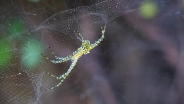 Spindel Nätet Australiska Djur Nära Håll — Stockvideo