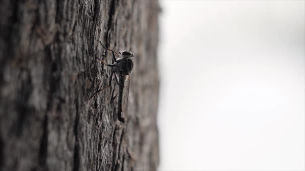 Mosquito Casca Árvore Macro Queensland Austrália — Vídeo de Stock