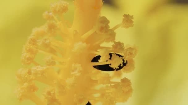 Käfer Innerhalb Gelber Blume Makroschuss Königinnenland Australien — Stockvideo