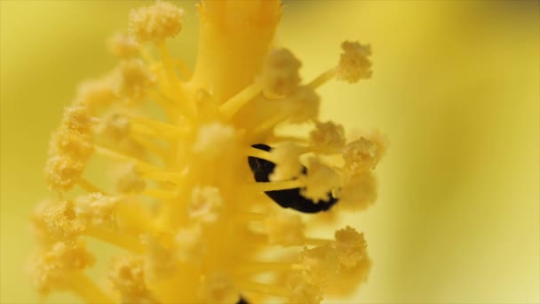 Kever Gele Bloem Macro Shot Queensland Australië — Stockvideo