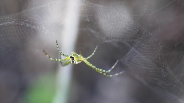 Macro Shot Spider Web Queensland Australia — Video Stock