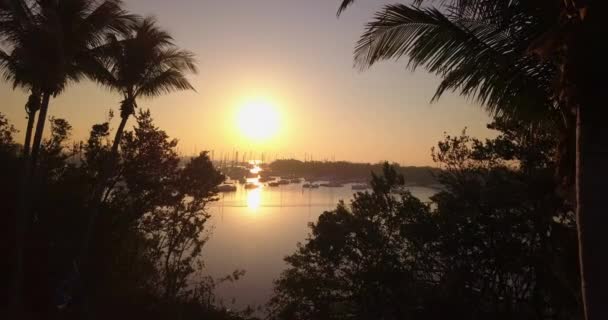 Aerial Fly Palm Trees Boat Filled Harbor Sunrise — Vídeos de Stock