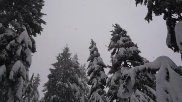 Aparat Fotograficzny Spoglądający Górę Jak Duże Płatki Śniegu Spadają Lesie — Wideo stockowe